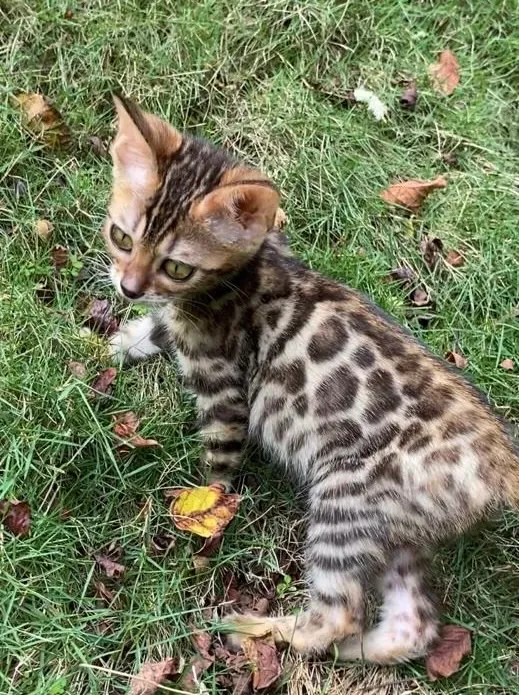 Gato Bengal Fêmea