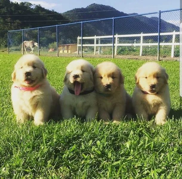 Golden Retriever Deu a Louca na Reborn pets, SUPER PROMOÇÂO Para aquisição imediata  - Foto 3