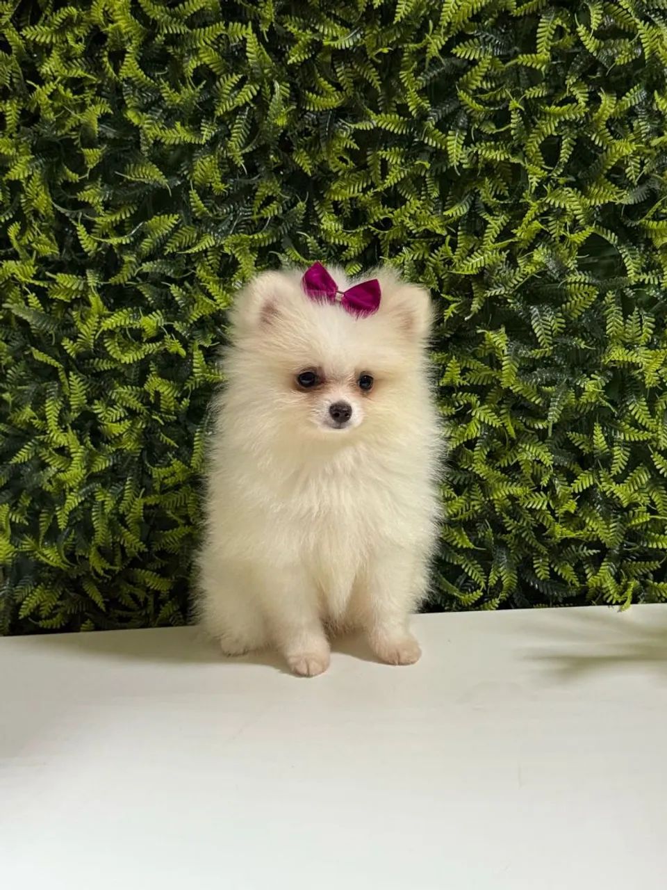 Filhote de Spitz Alemão - Foto 2