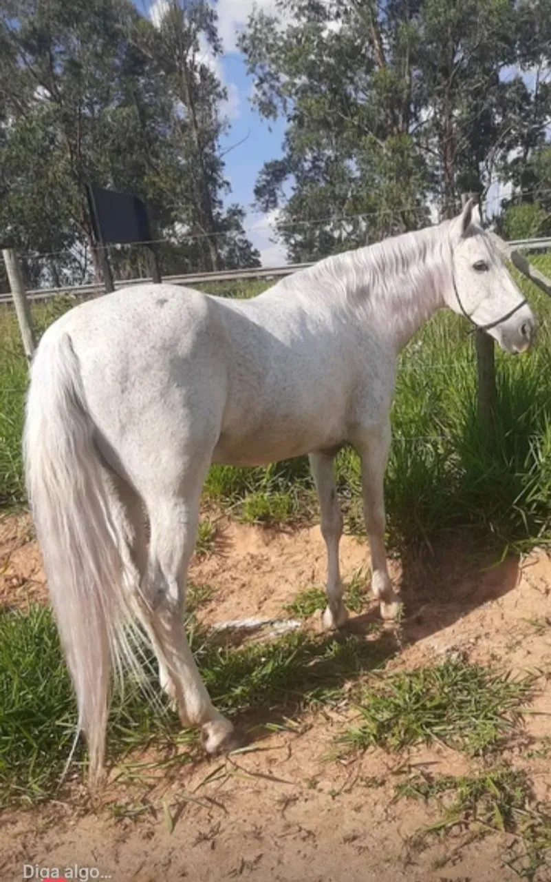 Cavalo branco MM