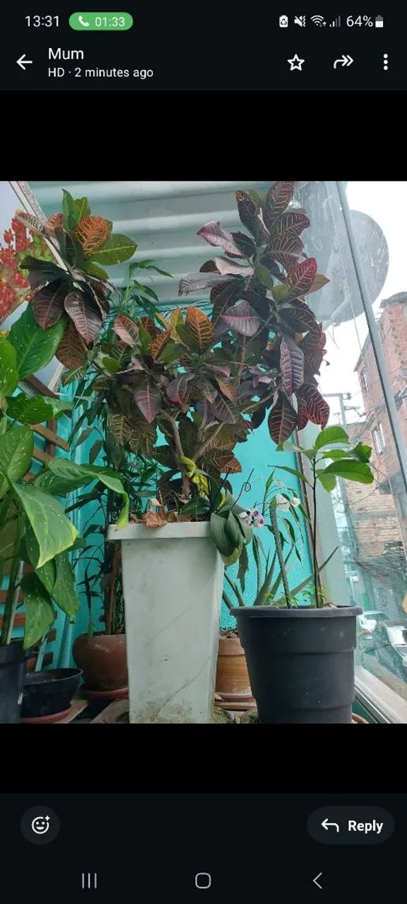 Planta Crotón com vaso  - Foto 4