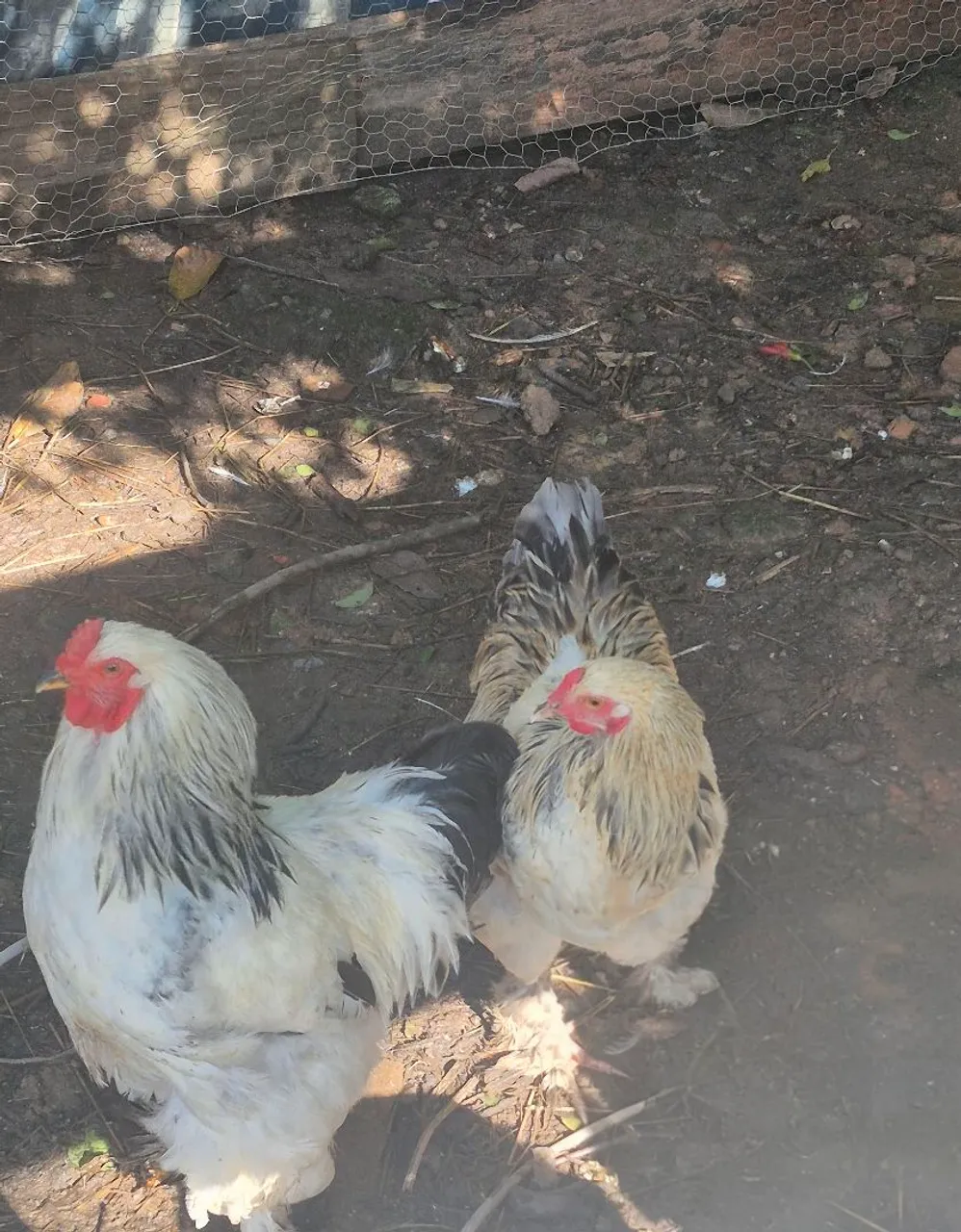 Galos Brahma
