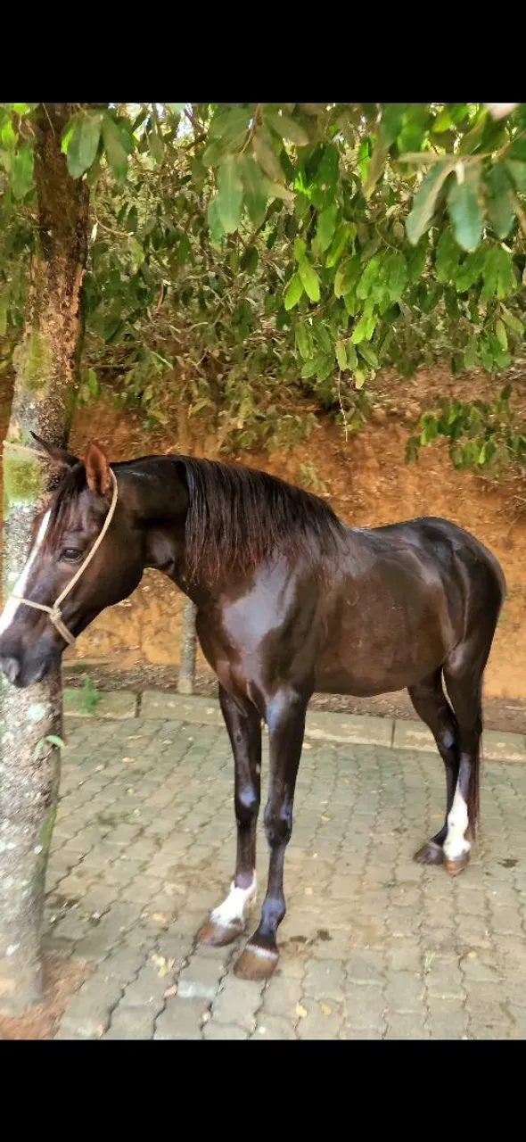 Cavalo Alazão à Venda - Genuíno de Picada