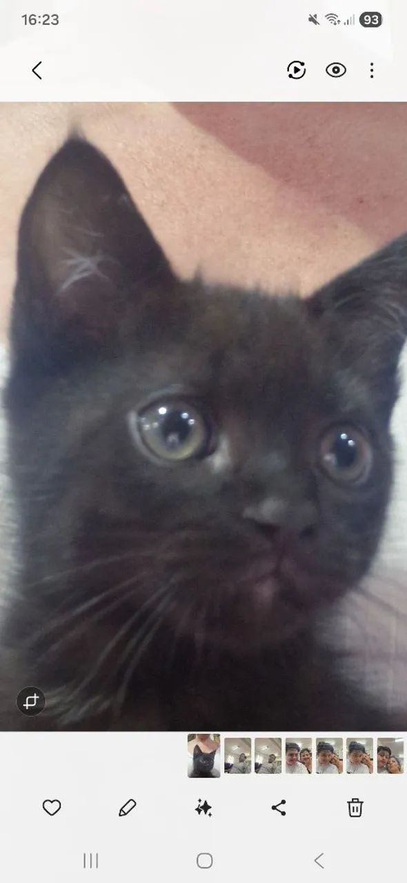 Doação gato - Foto 2