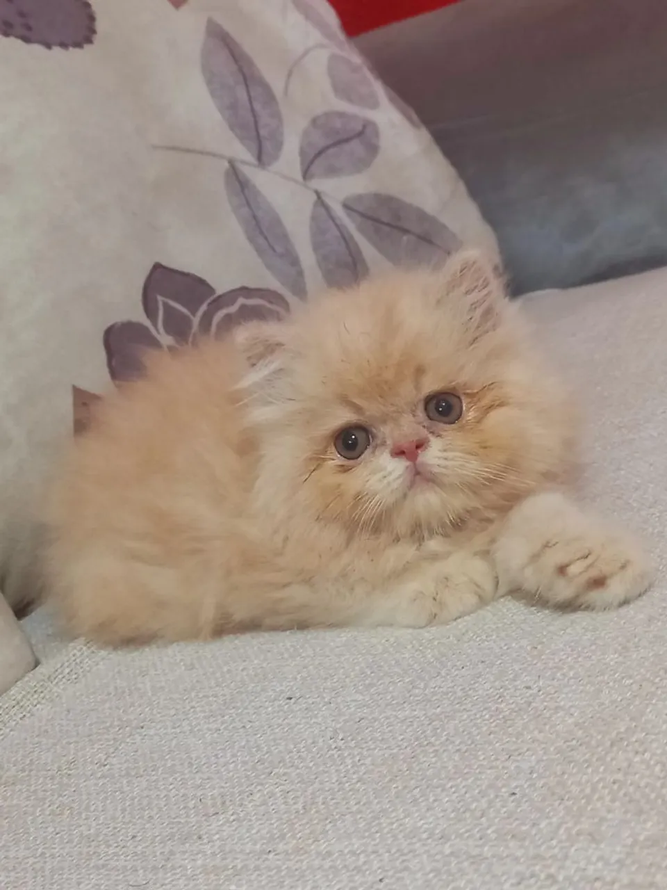 Gatinho Persa lindo e carinhoso
