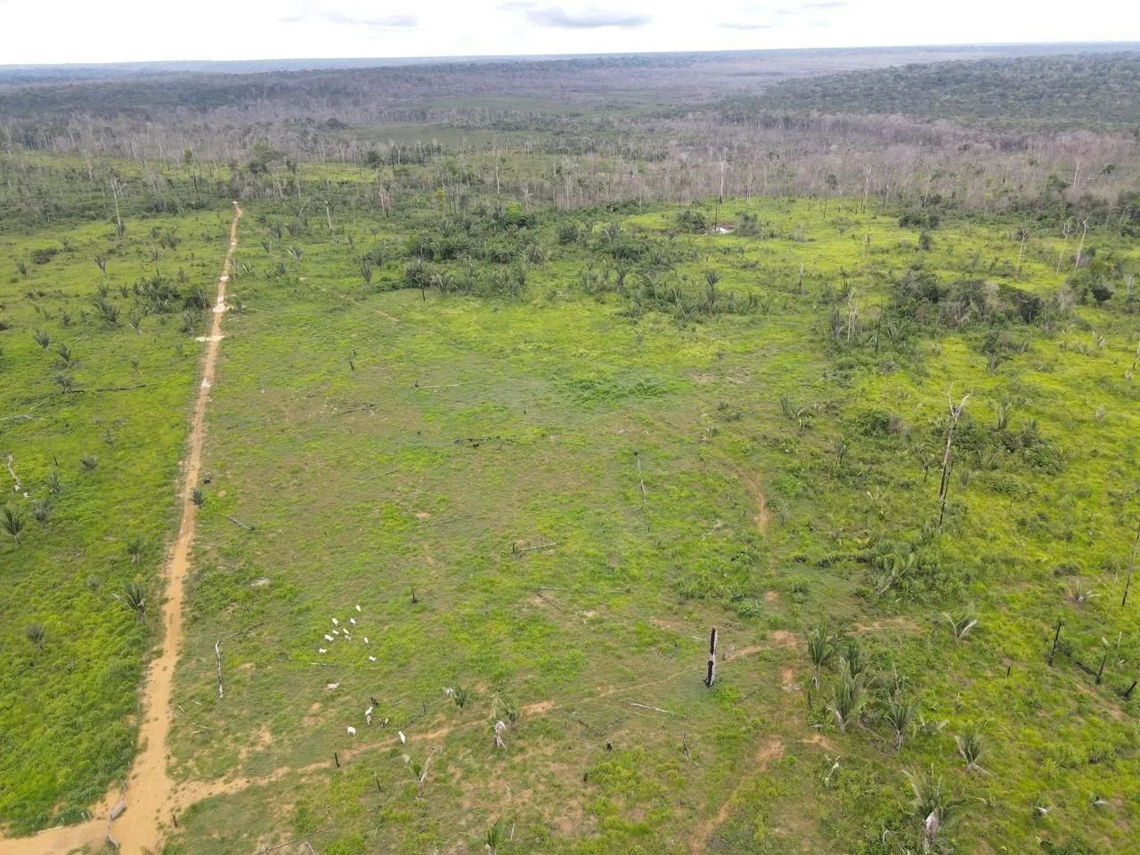 320 alqueires com 200 alqueires abertos em pasto no Apui Amazonas - Foto 2