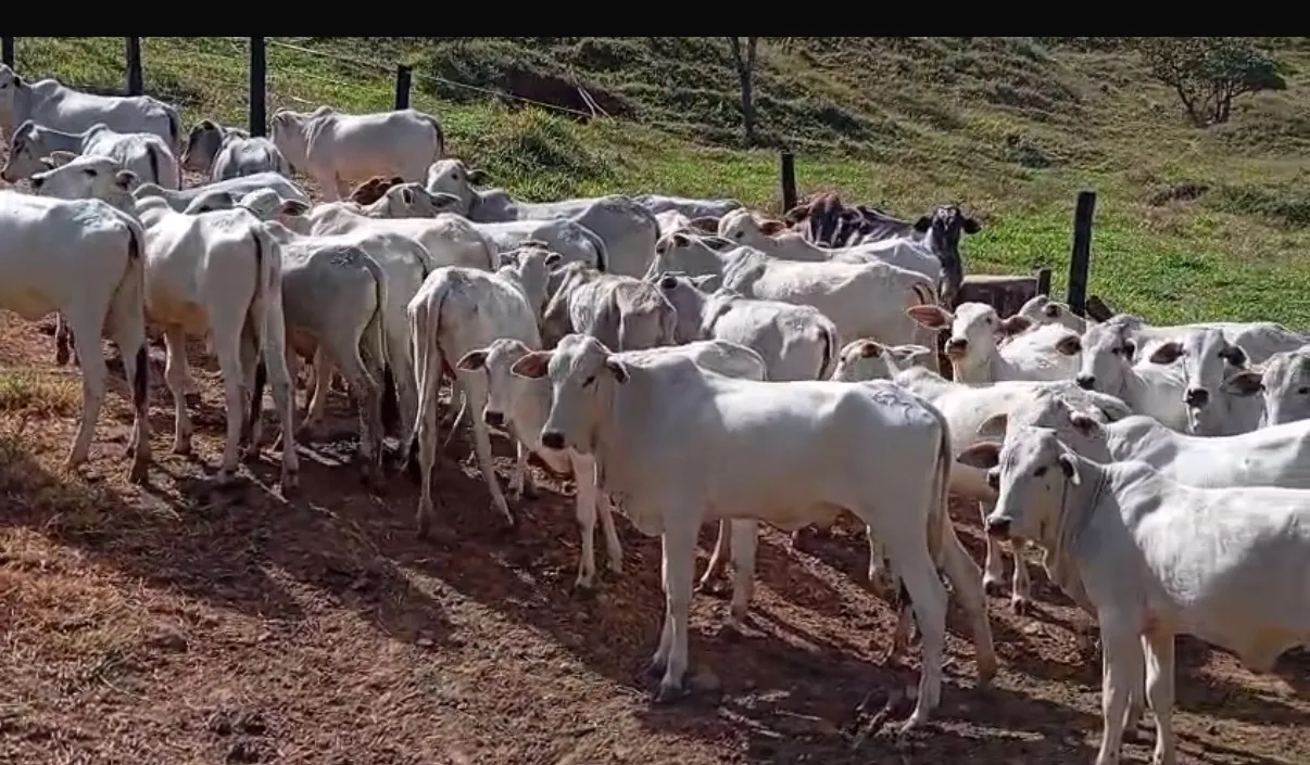VENDO GARROTES NELORE fêmea e machos