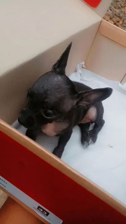 Pinscher macho  - Foto 2