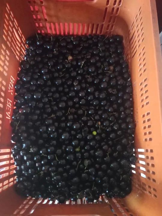 Jabuticaba fresca- Direto do Produtor - Foto 2