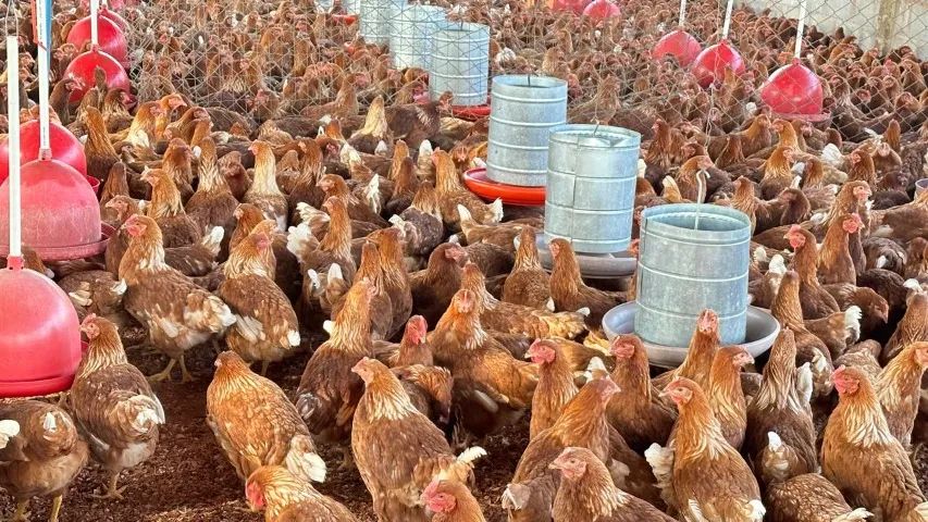 Granja Vivendas - Frangas Isabrown - Dekalb White - Novogen Tinted