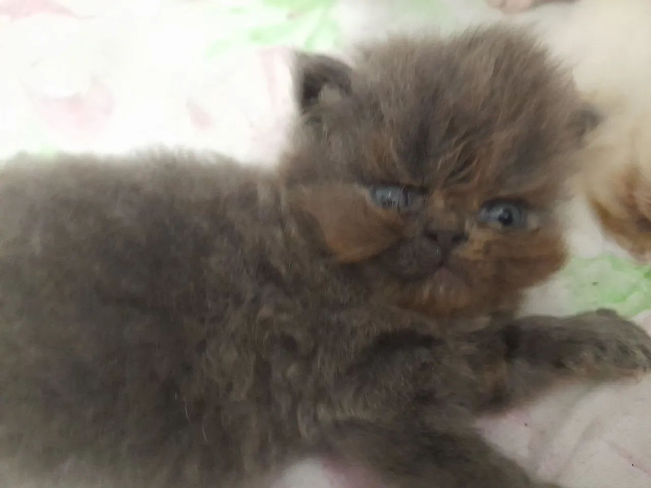 Lindos  gatos  persa  Himalaia 