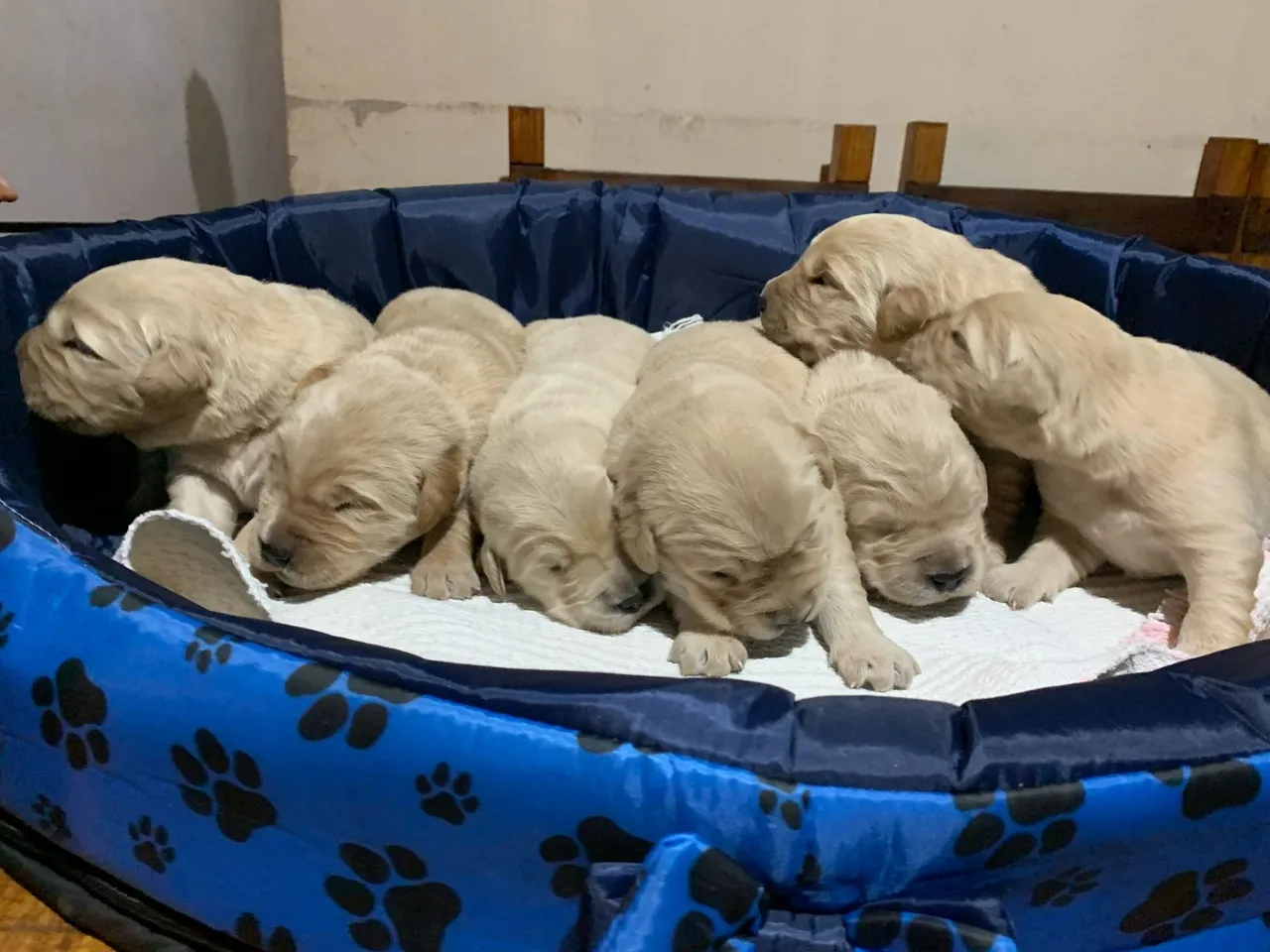 Filhotes de Golden Retriever