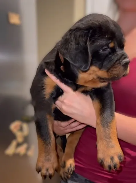MACHOS E FÊMEAS DISPONÍVEIS ROTTWEILER LEST EUROPEU, WHATSAPP NA DESCRIÇÃO DO ANÚNCIO.