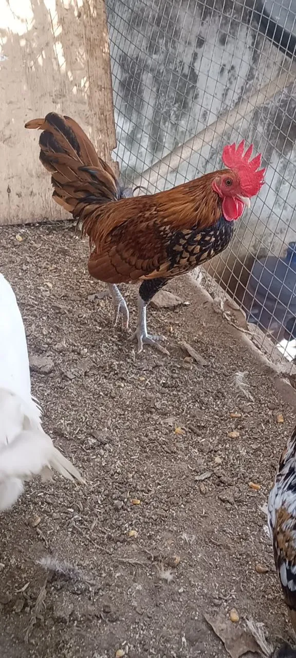 Galo Ornamental sebriti dourado