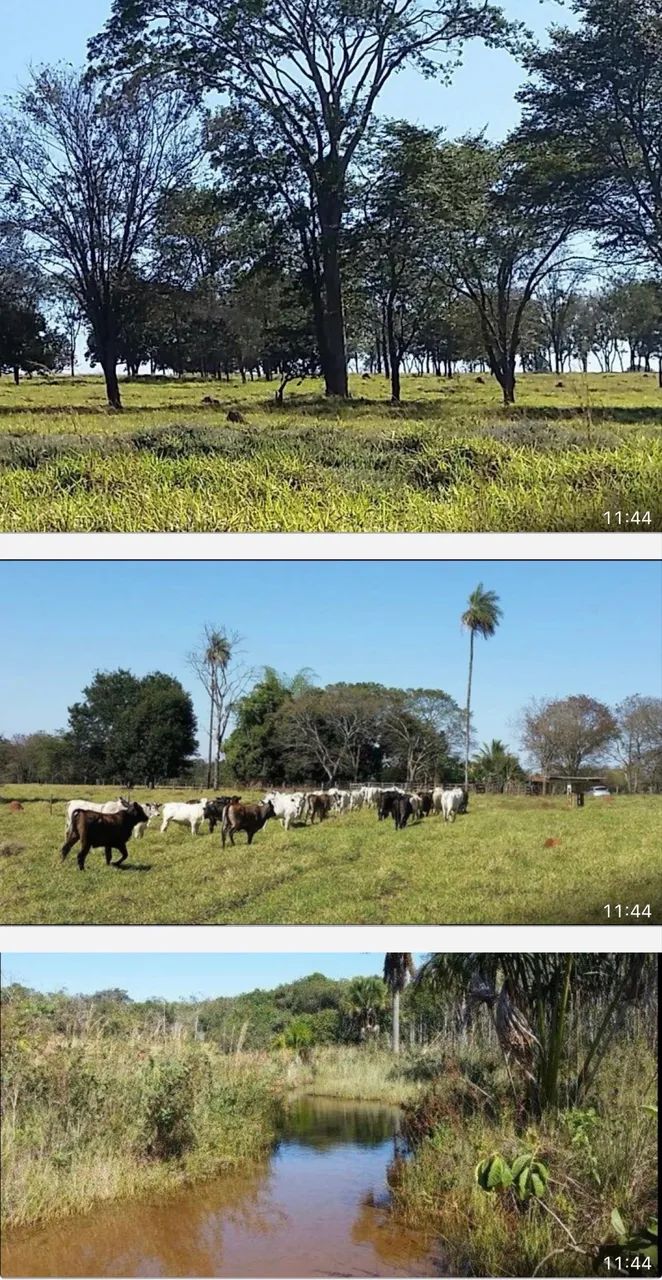 Fazenda próximo Uberlândia 80% aproveitamento  - Foto 5