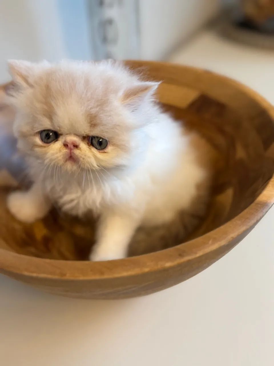 Gatinho Persa - Filhote Macho  - Foto 5