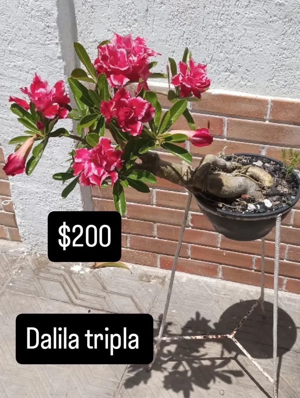 Rosas do deserto enxertadas vários galhos , NA PROMOÇÃO  - Foto 2