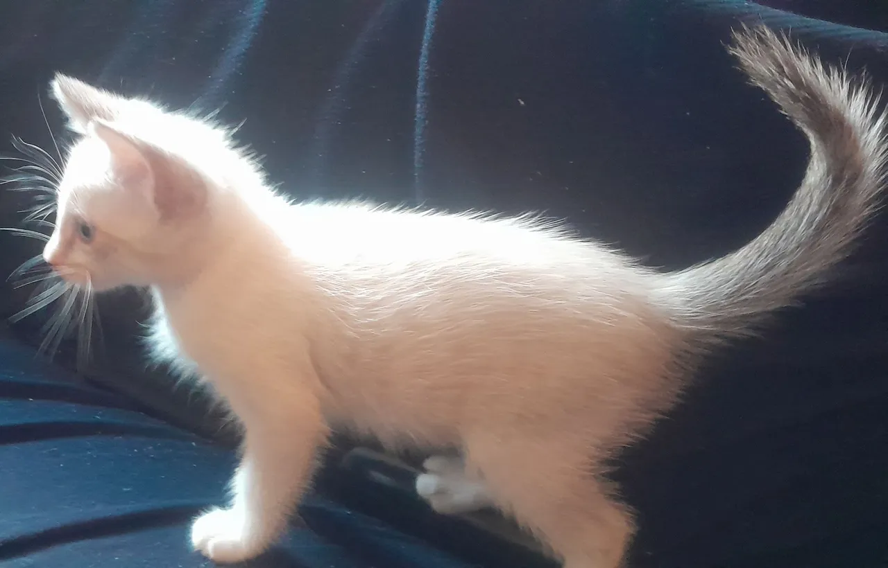 Gatinhas filhote brancas e fofas