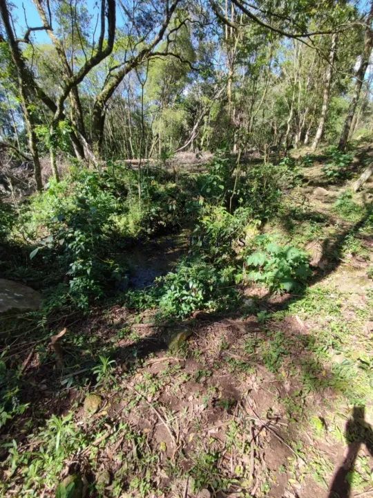 Chácara de 3 Hectares em Farroupilha - Foto 4