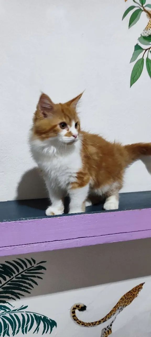 Maine coon filhotes  - Foto 4
