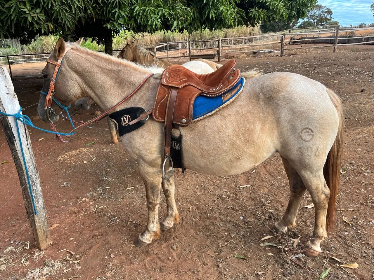 Égua crioula P.O - Foto 5