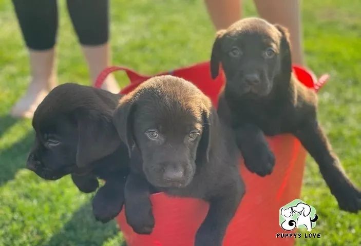 Labrador linhagem campea ( foto real fêmea em loja ) - Foto 6