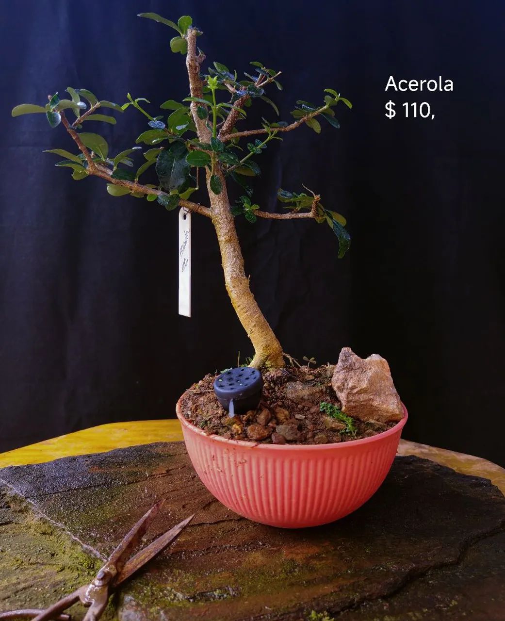 Bonsai acerola 