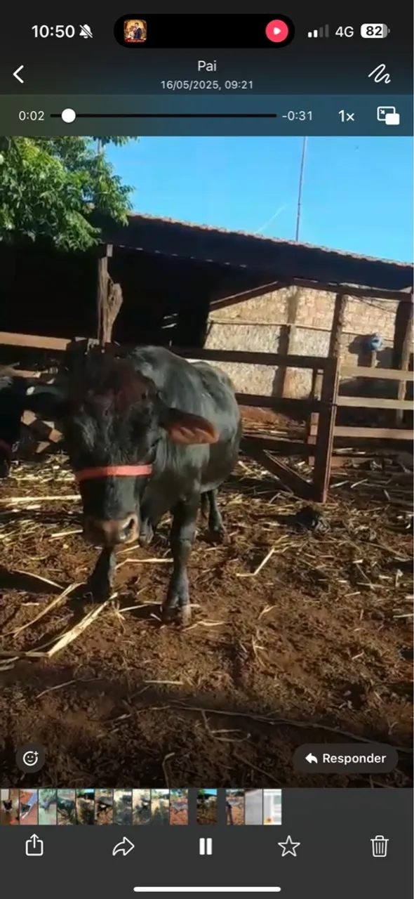 Mini Bois a venda