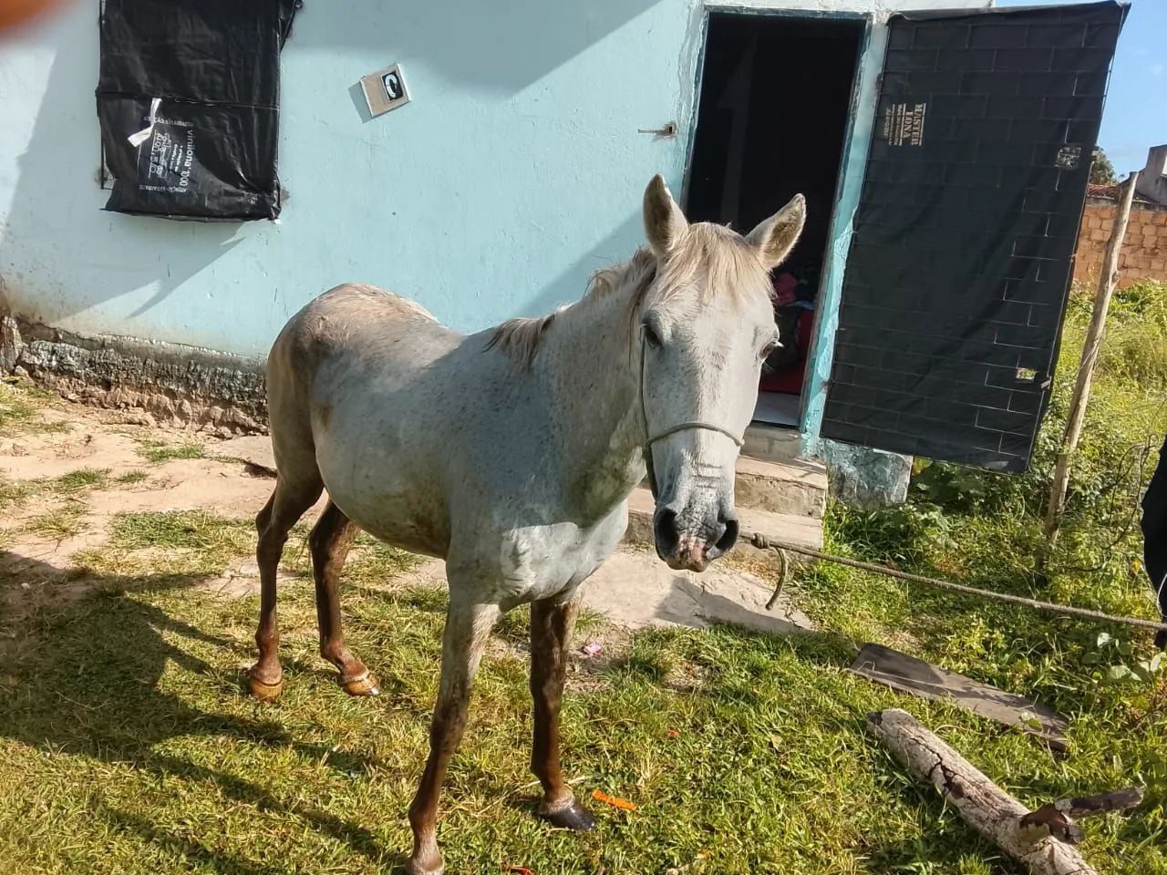 Cavalo troco em som!  - Foto 2