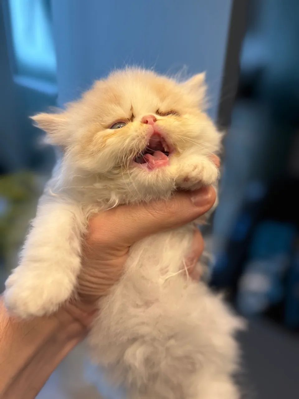 Gatinho Persa - Filhote Macho  - Foto 6