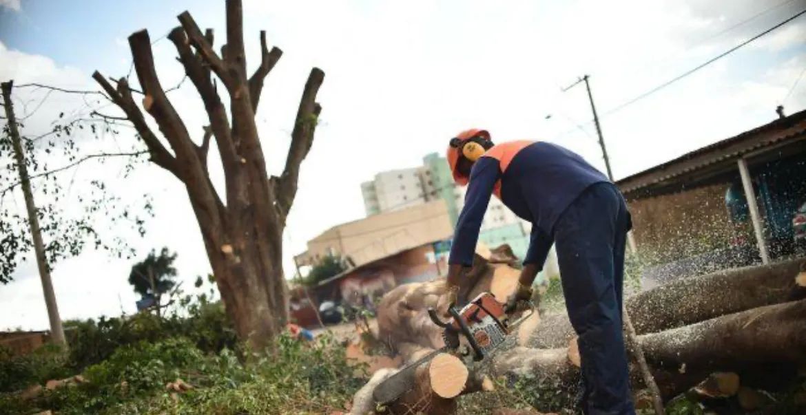 Corte e poda de árvore 