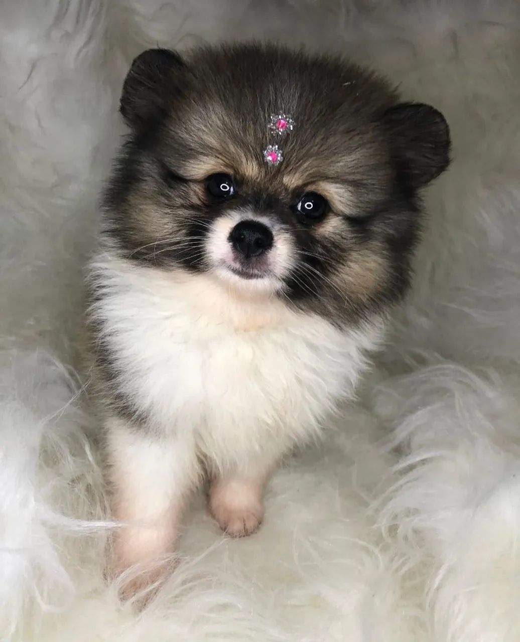 Spitz alemão 