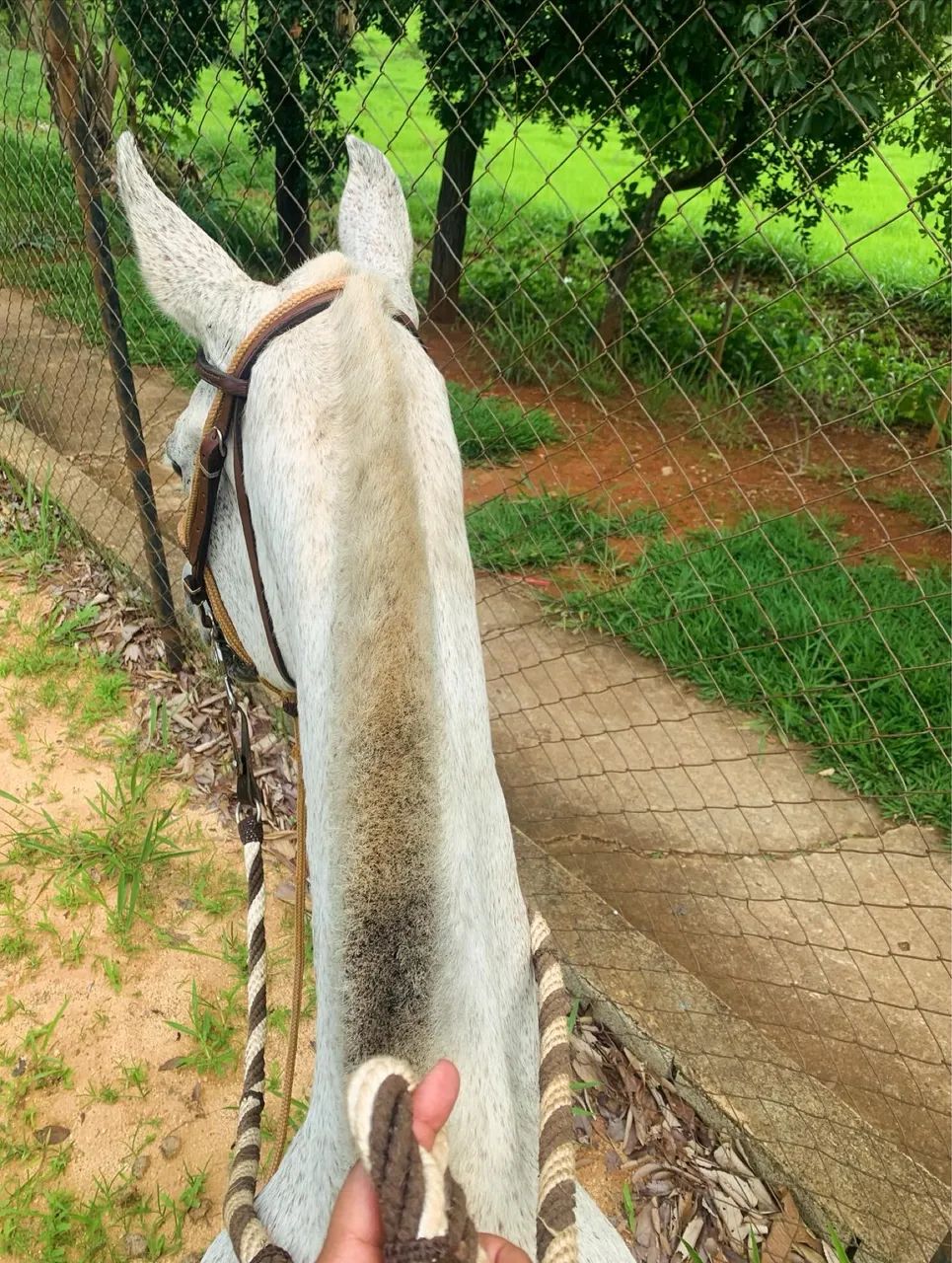 Vendo égua excelente na picada  - Foto 3