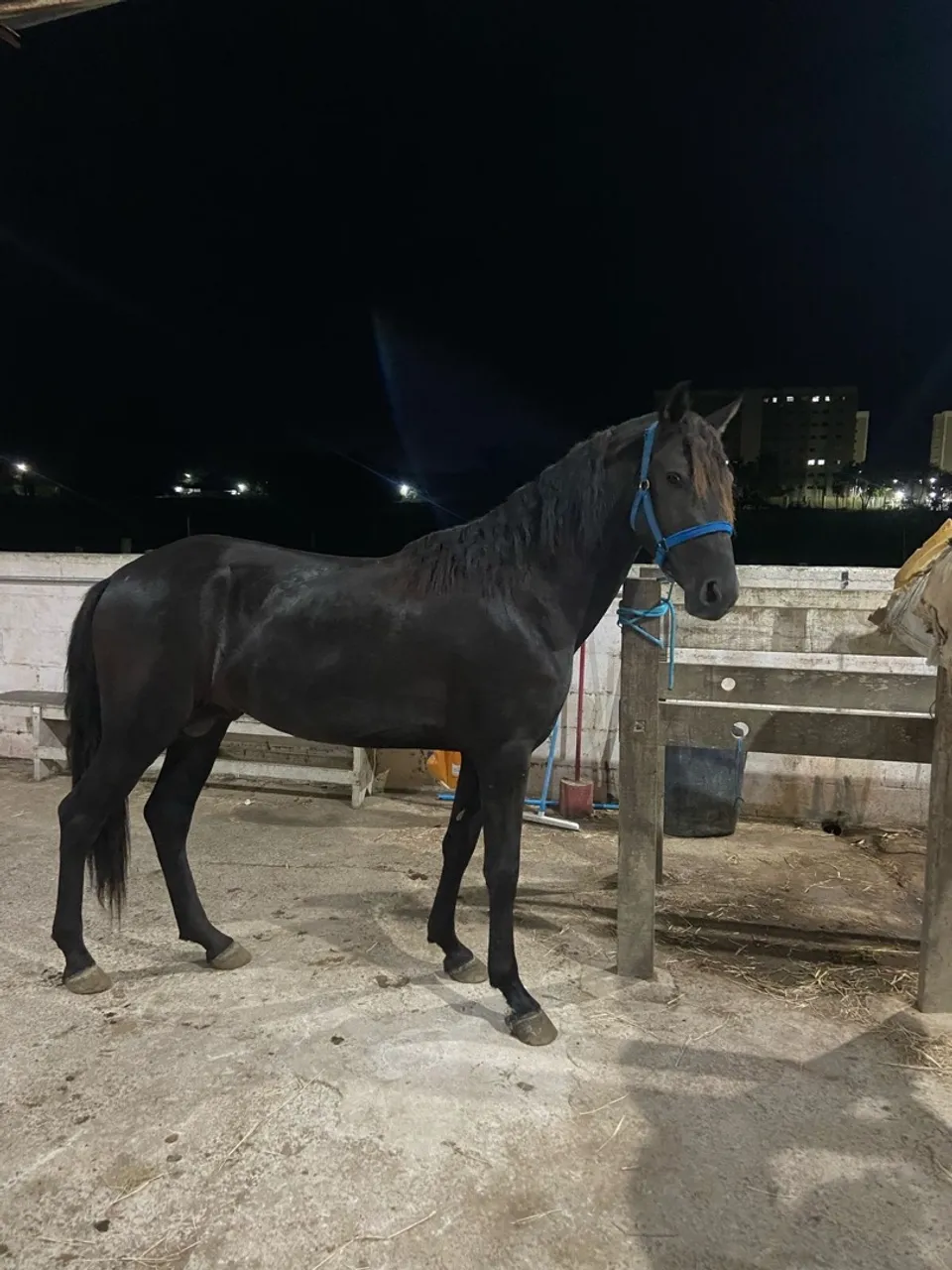 Cavalo Manga Larga Marchador Preto