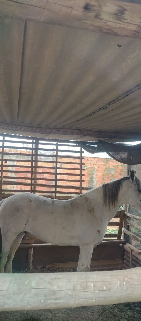 Cavalo manga larga pura da raça 