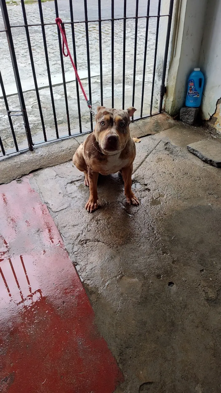 Cadela Pit Monster
