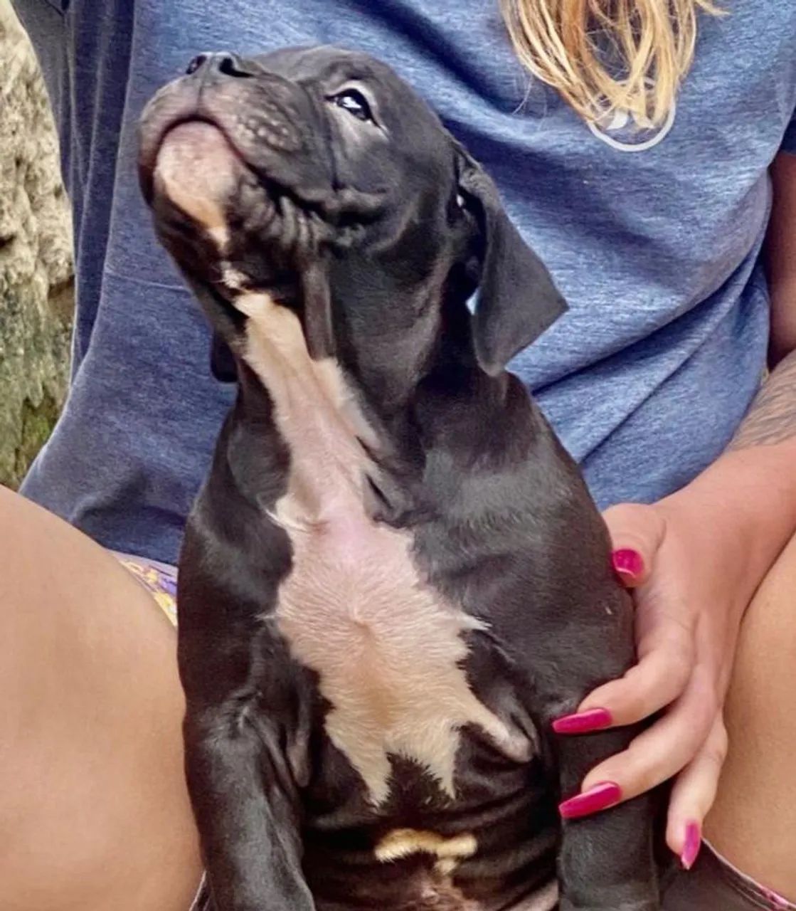 American bully micro - Foto 3