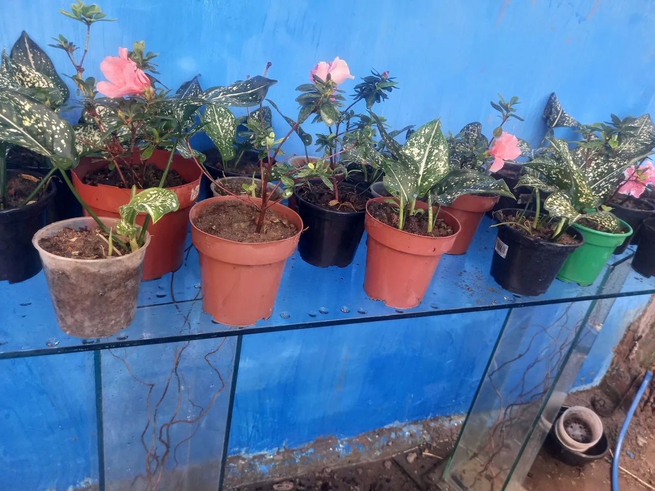   Vendi. Planta 10 reais cada