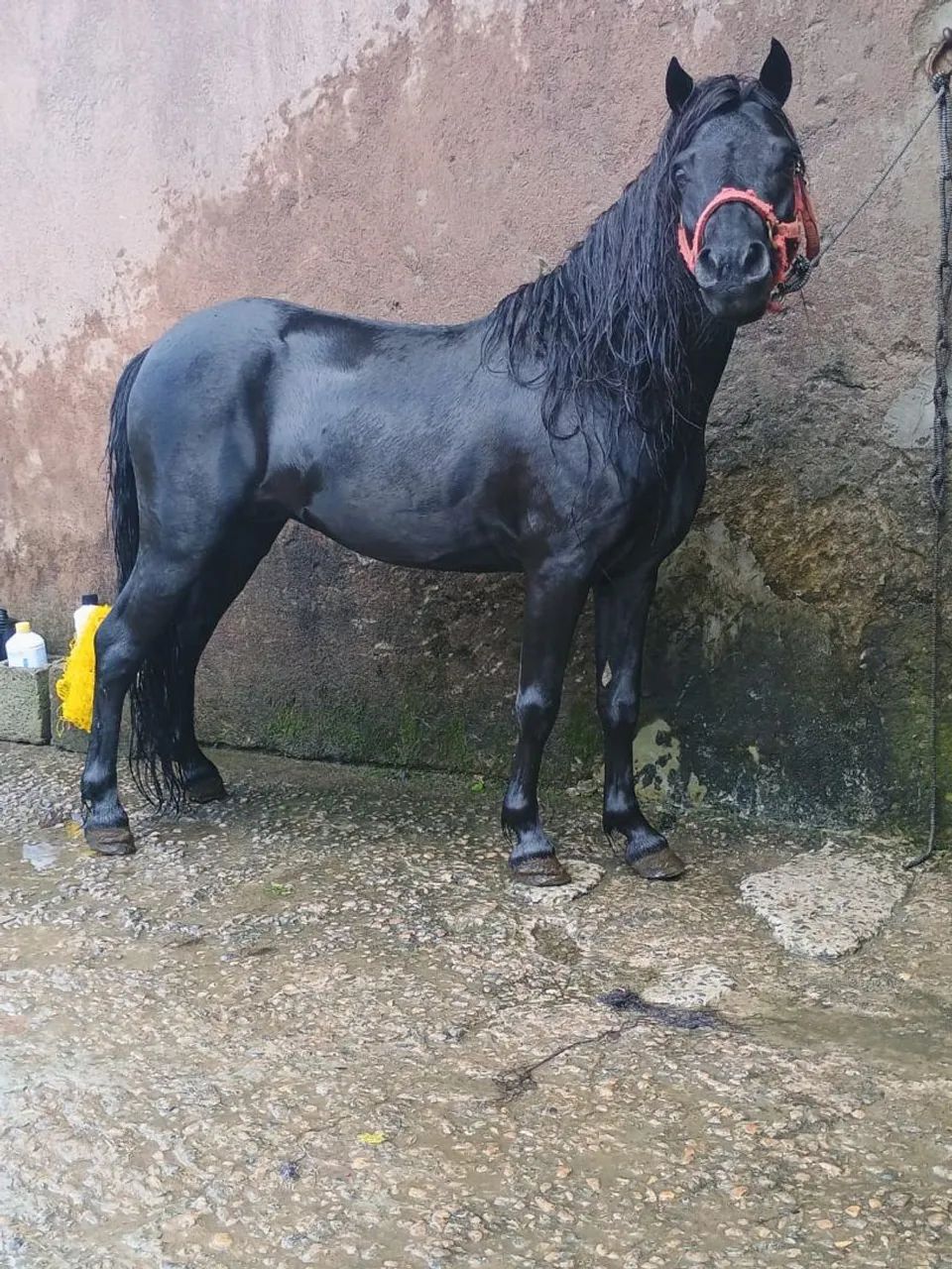 Pônei a venda Garanhão  - Foto 6