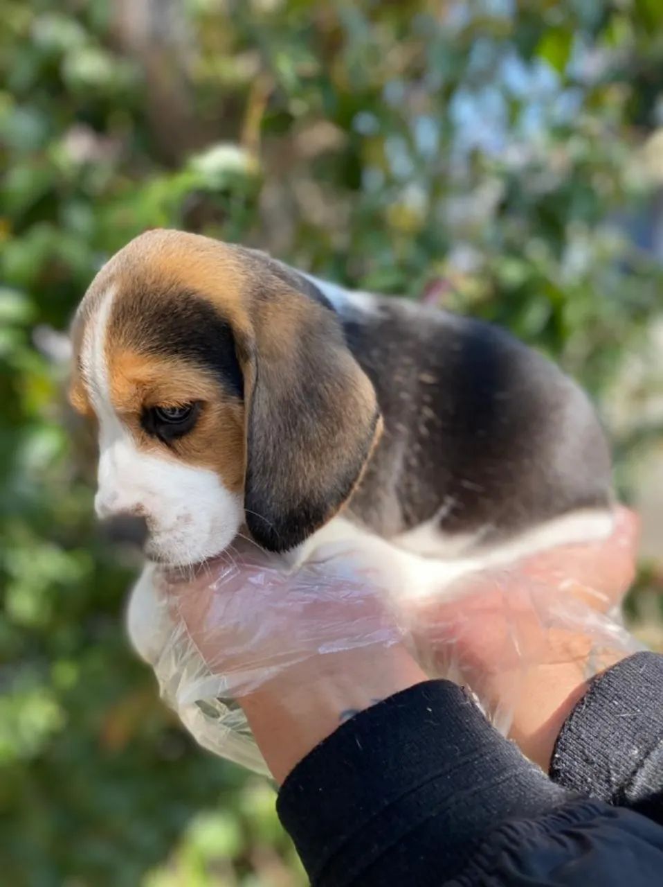Beagle trabalhamos com mais de 20 raças. - Foto 2