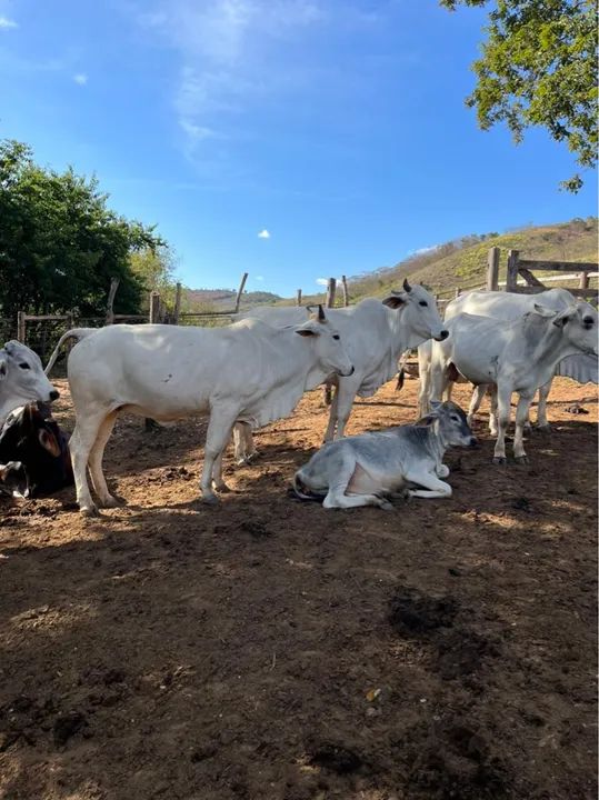 Vacas de nelore frutos de IATF  - Foto 2