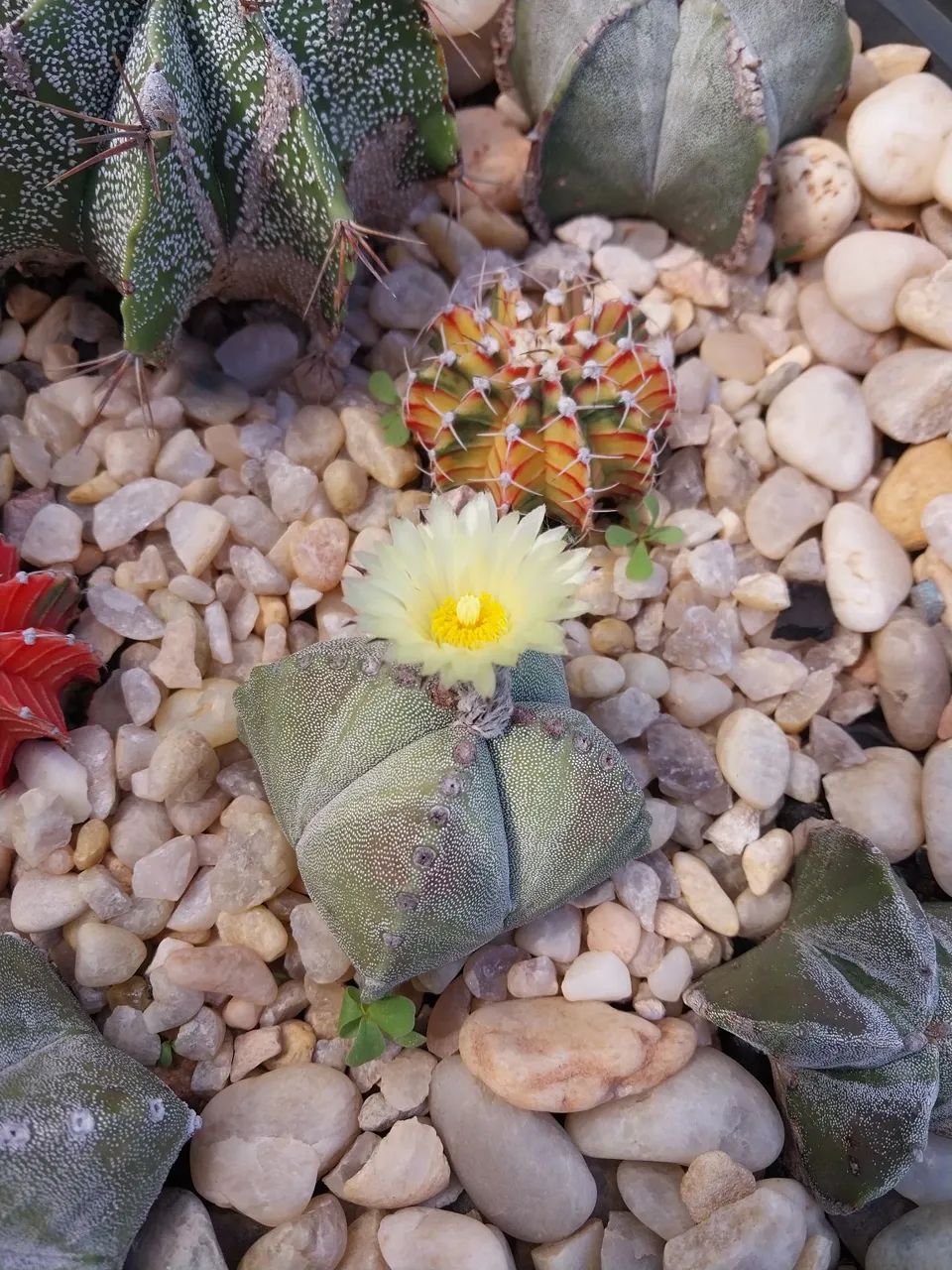 Cacto Astrophytum myriostigma arranjo - Foto 2