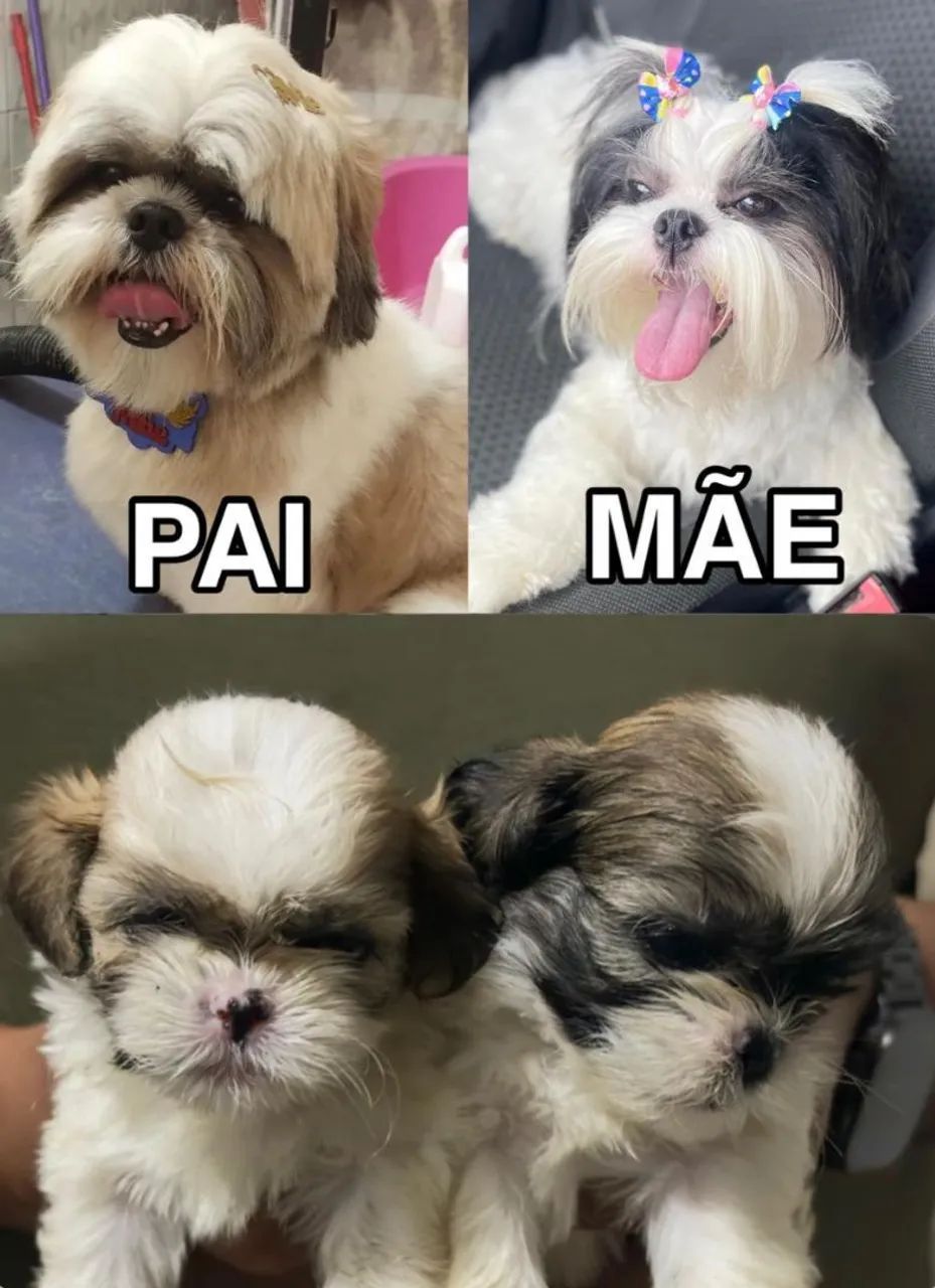 Shih Tzu Machos