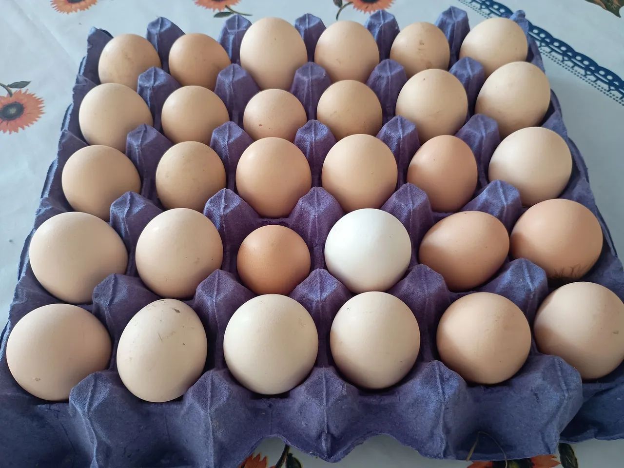 Ovos férteis de galinha caipira 