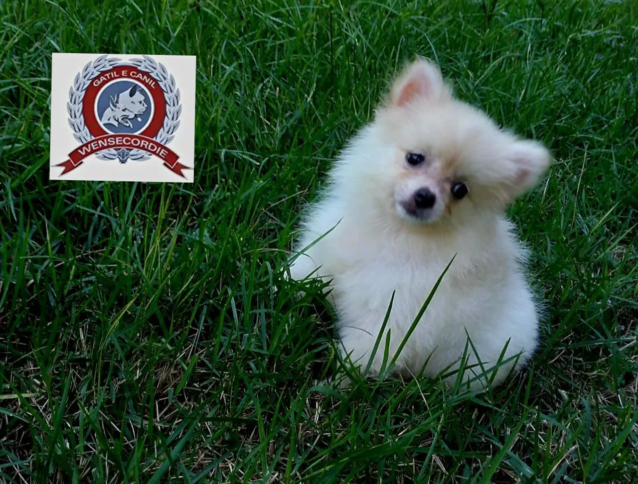 Filhote de Spitz Alemão Fêmea