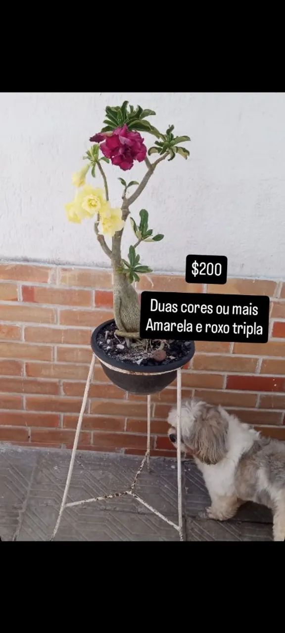Rosas do deserto enxertadas vários galhos , NA PROMOÇÃO  - Foto 5