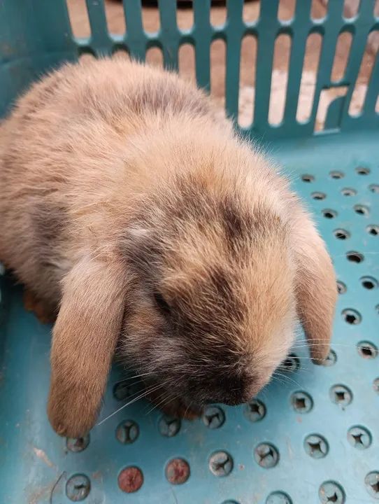 COELHAS MINI LOOP RAÇA PURA R$80 CADA UMA.. NÃO ENTREGO!!! 