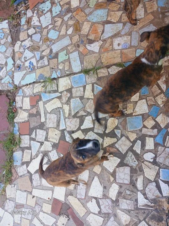 Filhotes de cachorro srd não sabemos tipo de raça é  - Foto 2