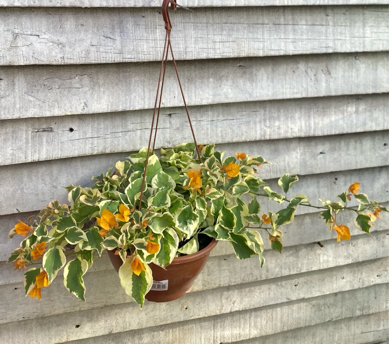 Planta pendente Bougainvillea Variegata 