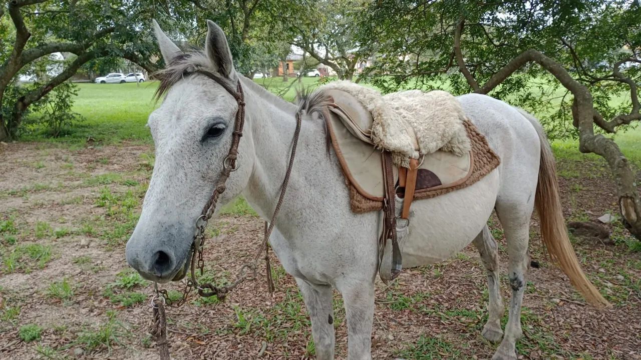 Égua tordilha para venda - Foto 2